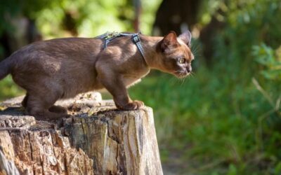 A Guide to Taking Your Cat on Outdoor Adventures