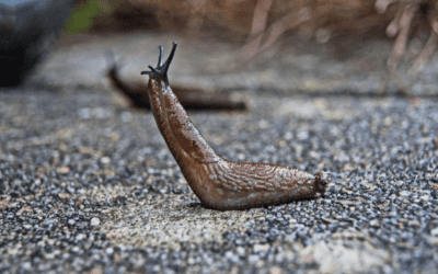 Why Slug Bait is Poisonous to Cats and Dogs, Plus 9 Slug Control Options