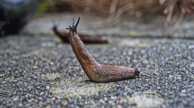 Why Slug Bait is Poisonous to Cats and Dogs, Plus 9 Slug Control Options