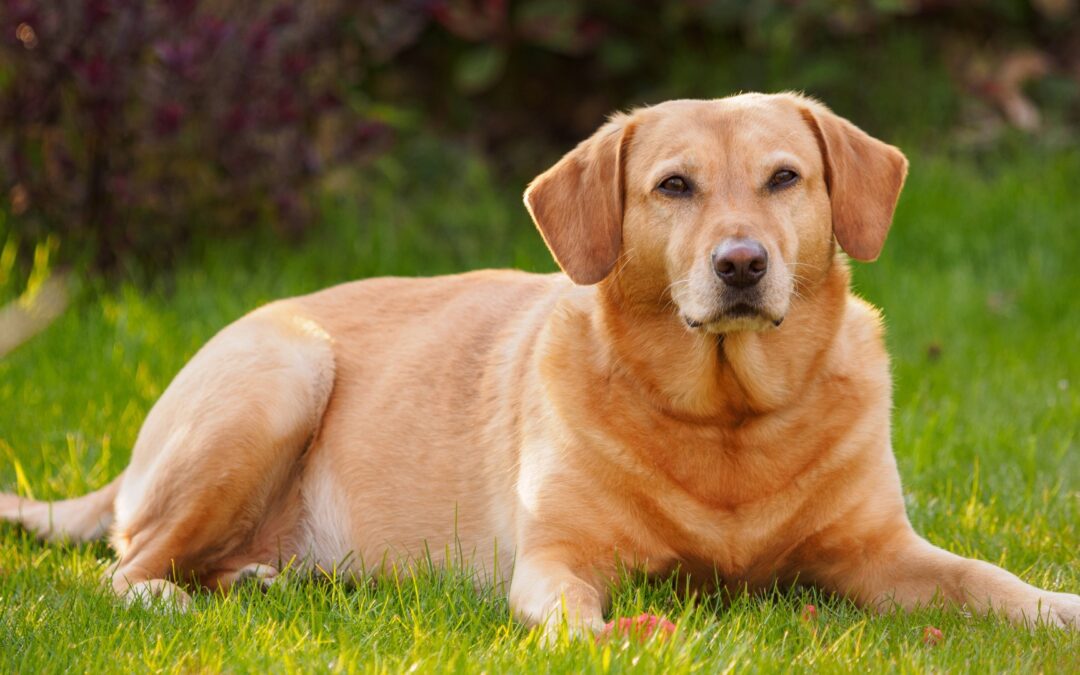 A dog is lying on a grass