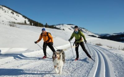 Have You Tried Skijoring With Your Dog?