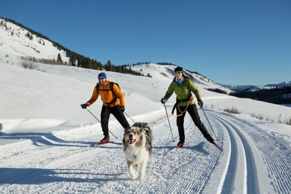 Have You Tried Skijoring With Your Dog?