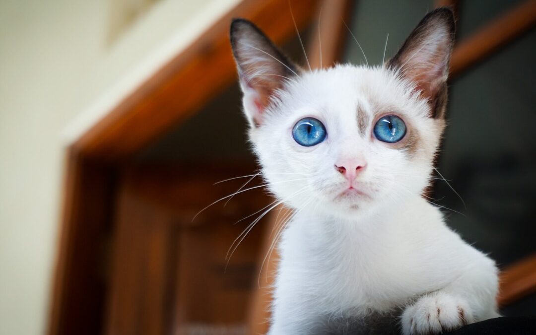 A white cat with striking blue eyes is elegantly perched on a chair, showcasing its serene demeanor