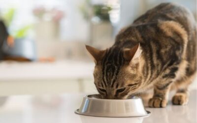 Automatic Cat Feeders: Pros, Cons, and Recommendations