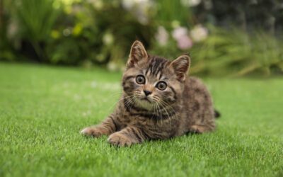 Preventing Urinary Blockage in Cats