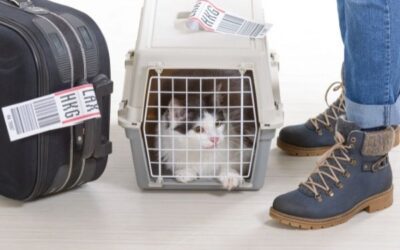 Traveling Domestically or Internationally With Your Pet? You May Need a Health Certificate