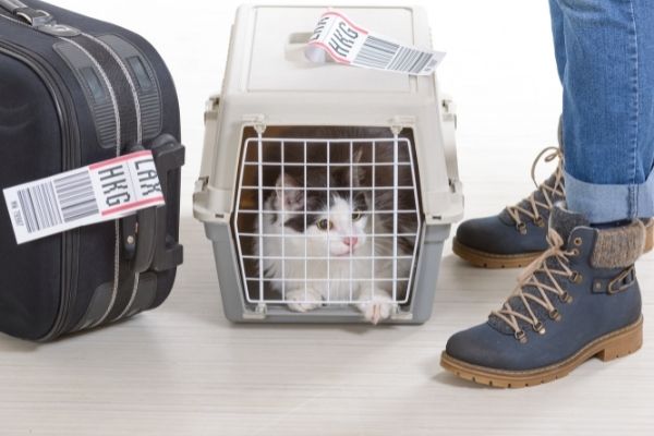 Traveling Domestically or Internationally With Your Pet? You May Need a Health Certificate