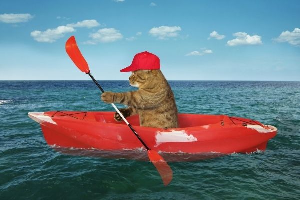 cat-kayaking