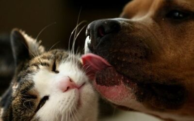 The Benefits of Pet Health Insurance (And Who We Recommend)