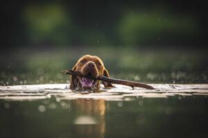 dog with a stick in the water