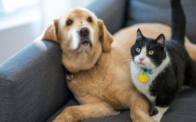 Create a Disaster Preparedness Plan for Your Pets