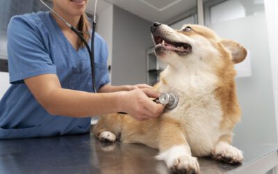 Be Prepared for Pet Medical Emergencies – Is Pet Insurance Right for You?