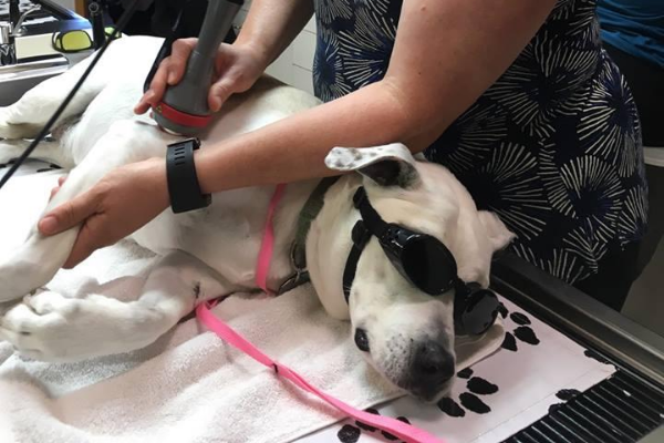 Laser Therapy for Pets: Speeds Healing, Enhances Comfort