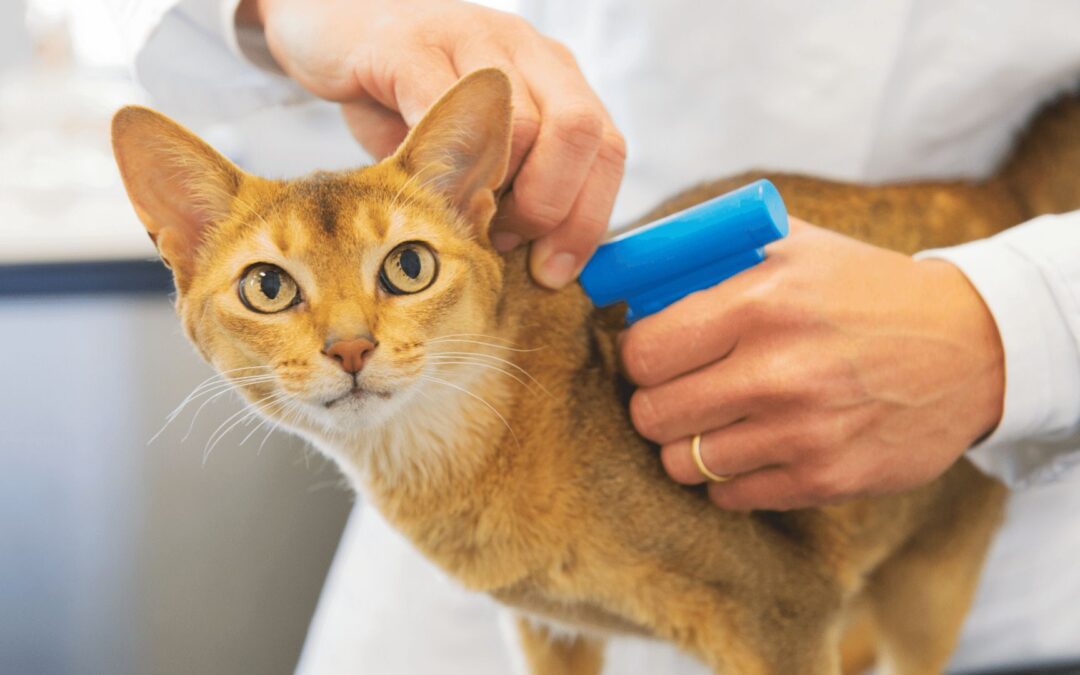 Microchip-Controlled Cat Feeder Helps Control Who Eats What