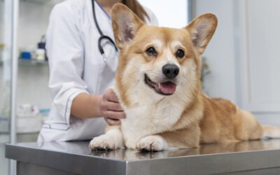 What In The World Is Going On In Veterinary Care?