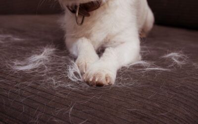 10 Ways to Reduce Shedding in Dogs and Cats