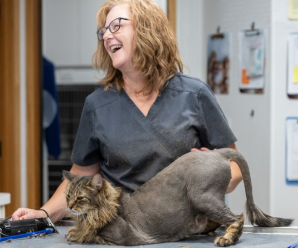 Cat getting a haircut by veterinary staff