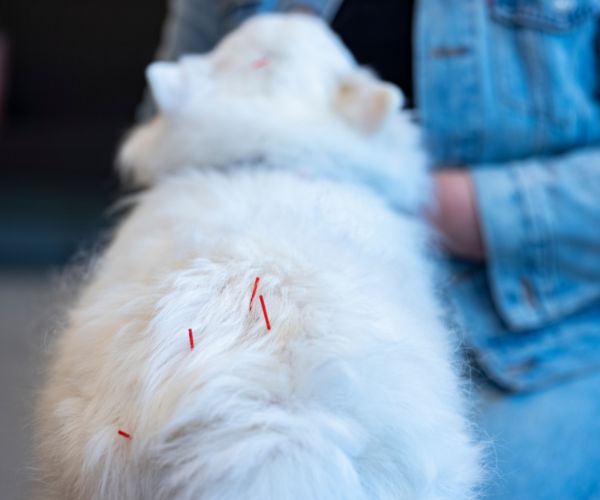 A white dog with acupuncture needles