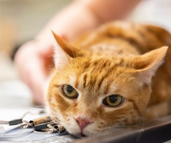 Orange cat laying on documents