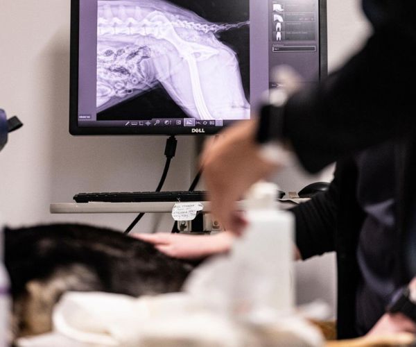 Vet examining a dog with an x-ray on the screen