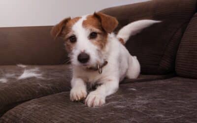 A white dog with shedding fur sits on a couch